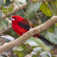 Brazilian Tanager